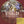 LA SERENISSIMA^A. VIVALDI | CONCERTO FOR VIOLIN STRINGS & CONTINUO