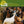 BEACH BOYS | PET SOUNDS