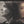 EMILY VAN EVERA | MY LADY RICH