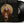 FLORENCE AND THE MACHINE | DANCE FEVER (2LP SET) (VINYL)