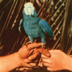 ANDREW BIRD | ARE YOU SERIOUS (DIGI)