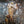 GHOST (METAL) | IMPERA