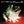 CHEVELLE | WONDER WHAT'S NEXT