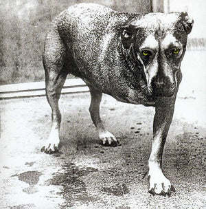 ALICE IN CHAINS | ALICE IN CHAINS AKA THREE LEGGED DOG