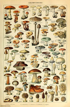 SHROOM ID CHART MAXI POSTER MUSHROOMS CHAMPIGNON 284