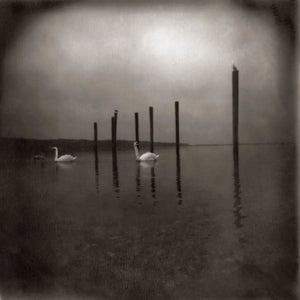 OM / SLEEP | CONFERENCE OF THE BIRDS (2026 REISSUE) (VINYL)