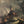 CELTIC FROST | INTO THE PANDEMONIUM (GOLD 2LP EDITION) (32 PAGE BOOK) (2 POSTERS) (VINYL)