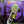 VARIOUS - HUMBLE PIE / STRAWBS | HEADS IN