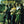 BYRDS | VERY BEST OF