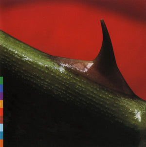 NUSRAT FATEH ALI KHAN / MICHAEL BROOK | NIGHT SONG