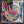 LIVING COLOUR | VIVID