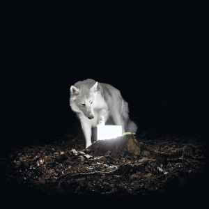 VANISHING LIFE | SURVEILLANCE - WHITE VINYL