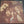 CREEDENCE CLEARWATER REVIVAL | PENDULUM - NZ / AU