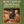 SCOTT JOPLIN / JOSHUA RIFKIN | PIANO RAGS