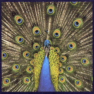 BLUETONES | EXPECTING TO FLY