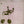 NATIONAL RAGA COMPANY OF INDIA | CLASSICAL RAGAS OF INDIA - TOC