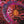HOODOO GURUS | KINKY