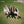 HAIM | DAYS ARE GONE