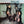 STRAY CATS | STRAY CATS - NZ
