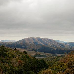 DIRTY PROJECTORS / BJORK | MOUNT WITTENBERG ORCA