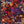 CORAL | BUTTERFLY HOUSE