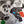 APOLLO 100 | RHAPSODY IN ROCK - NZ / AU