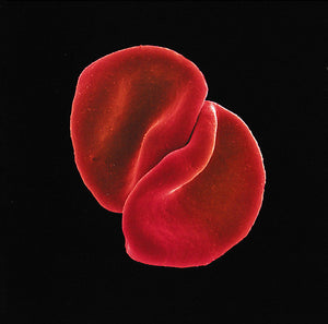 PETER GABRIEL | SCRATCH MY BACK