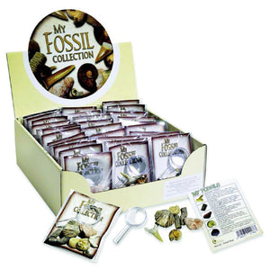 MY FOSSIL COLLECTION MAGNIFYING GLASS AND REAL FOSSILS