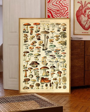 SHROOM ID CHART MAXI POSTER MUSHROOMS CHAMPIGNON 284