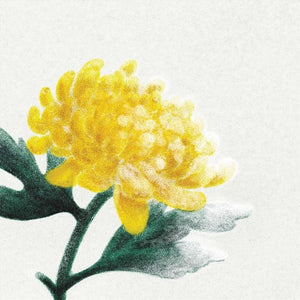 VARIOUS ARTISTS | SPRING SNOW / VARIOUS