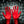 ALDN | STRUNG OUT SYMPHONY (RED EDITION) (VINYL)